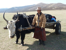 Mongolia-Khan Khentii-Mongol Horsetrails